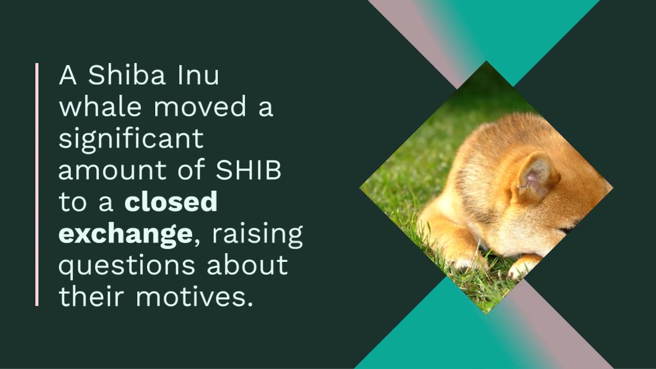 Shiba Inu Whale Moves 500 Billion SHIB to Closed Exchange