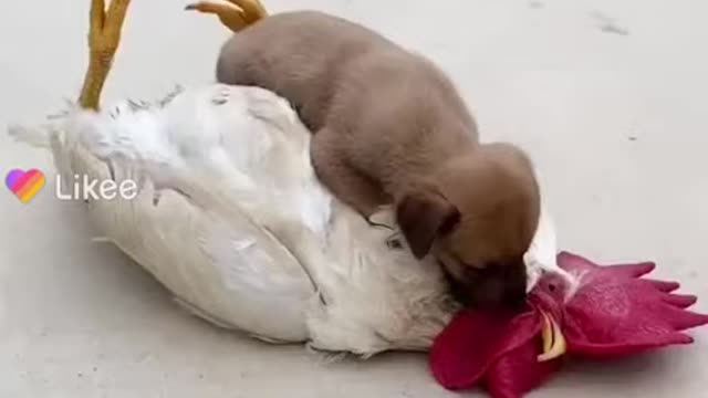 Chicken VS Dog - Funny Videos