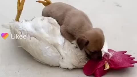 Chicken VS Dog - Funny Videos