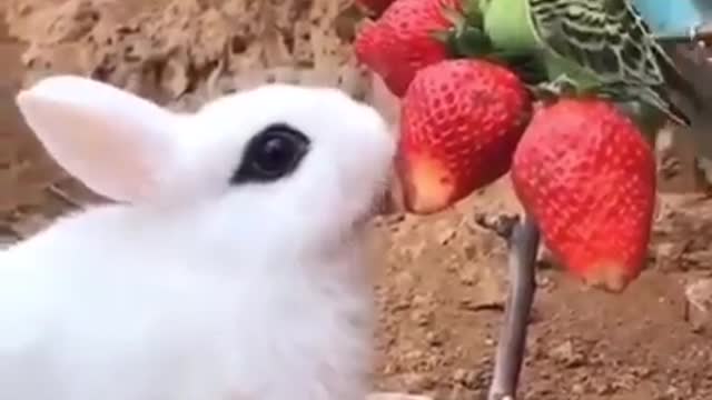 The most beautiful creatures