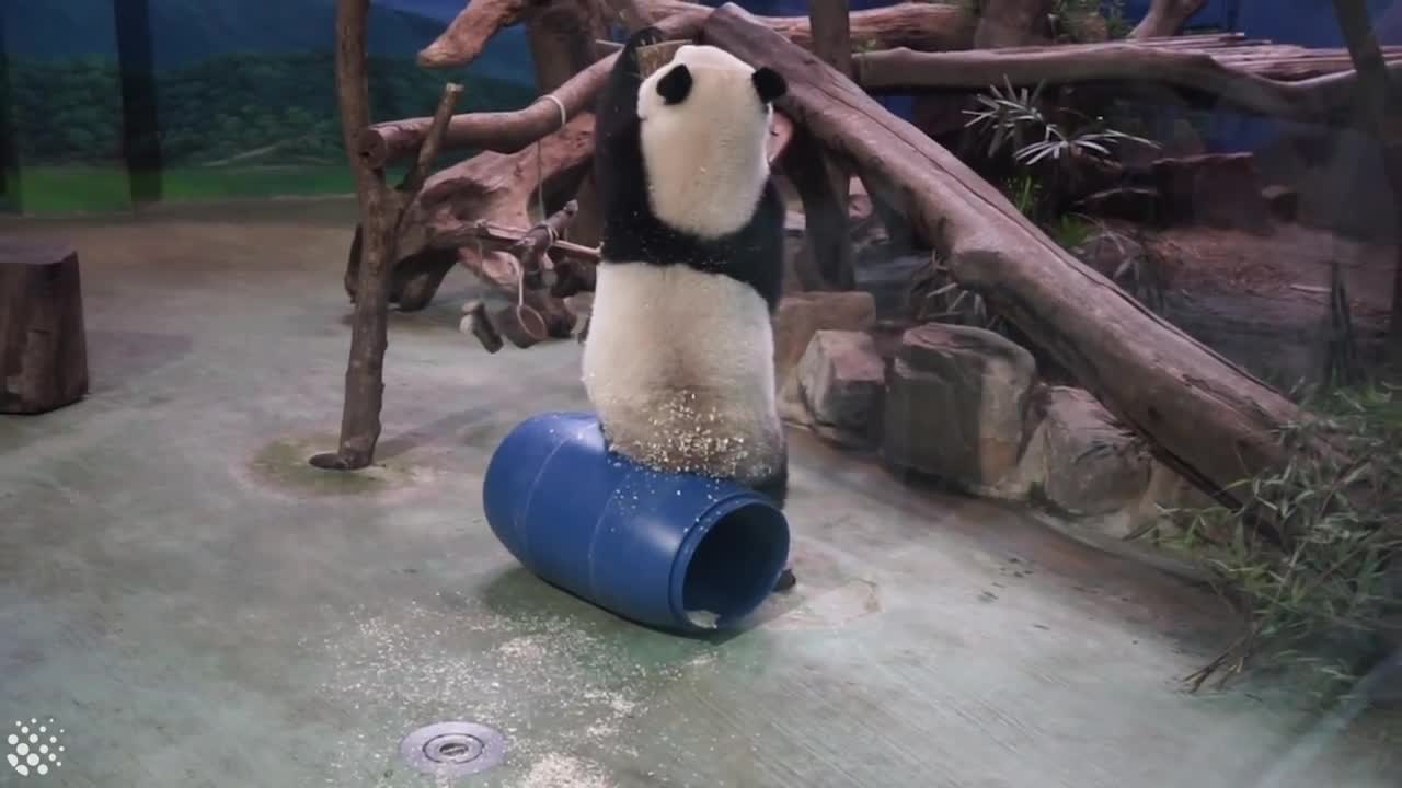 ute and Clumsy Panda Compilation 2019 | Pandas are Awesome