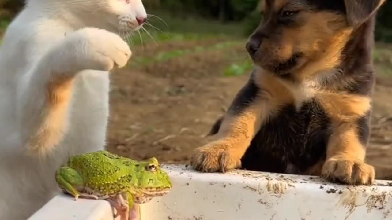 Fanny Cat Video And Cute Dog video