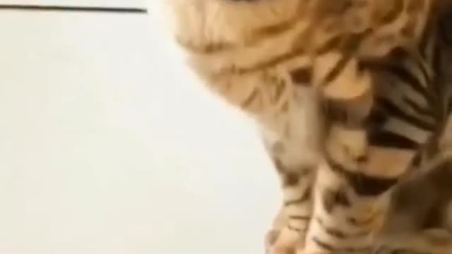 #catsoftiktok #cat ##PetsOfTikTok#petlover