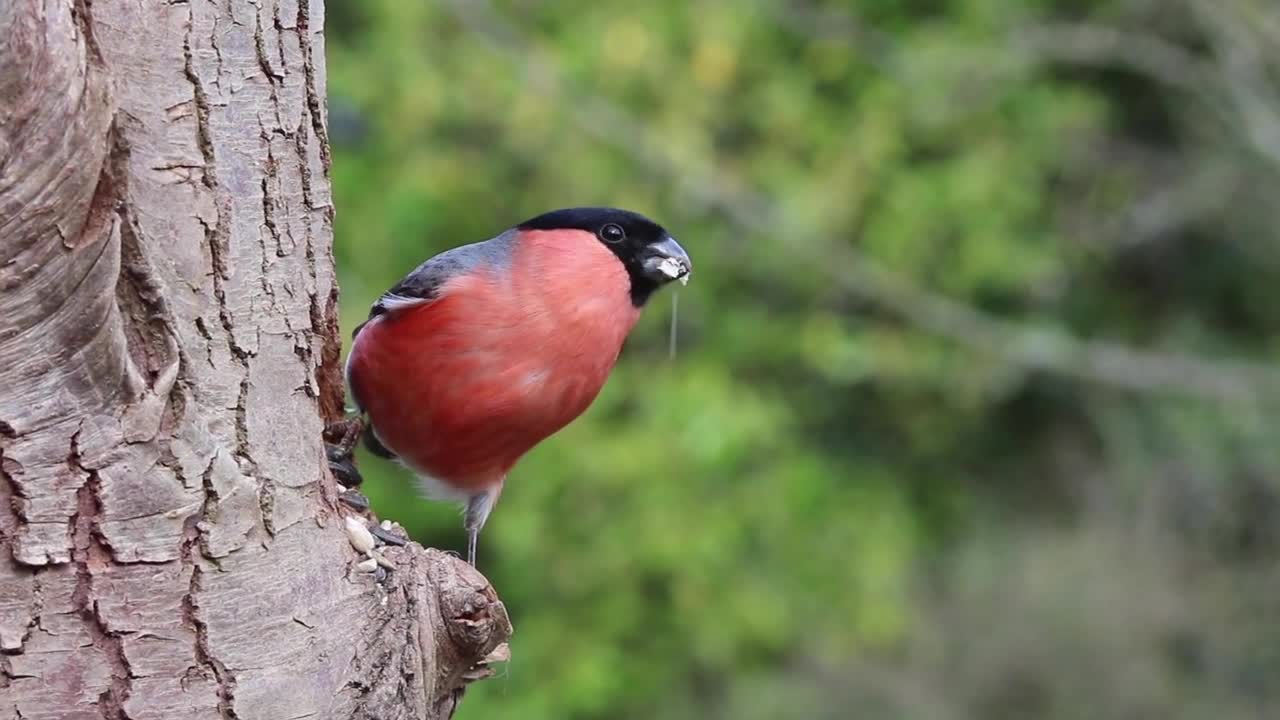 Beautiful bird eating