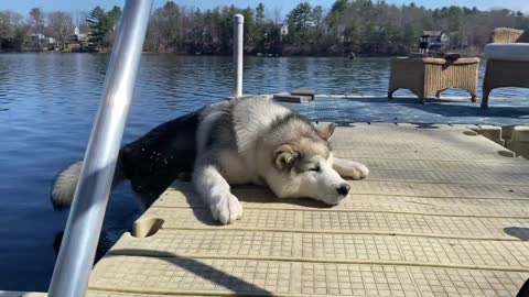 Alaskan Malamute Slowly Falls in Water as It Tries To Hold Onto Dock