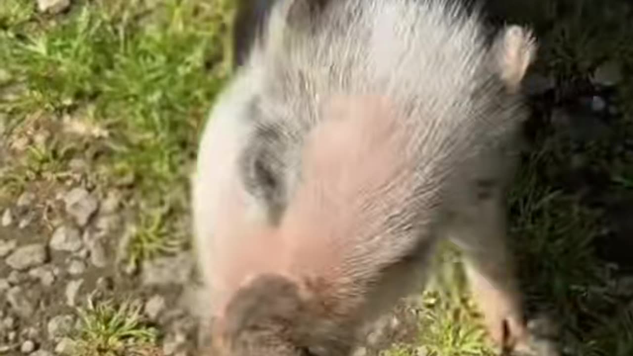 Cute piglet#piglet #pig #babypig