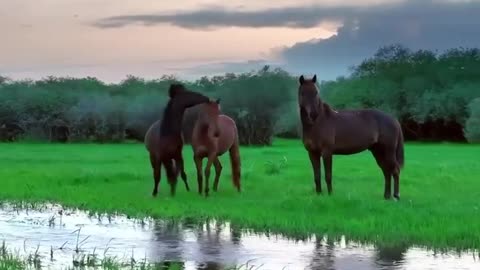 Some beautiful scenes of the horses in Kazakhstan 🐴🇰🇿