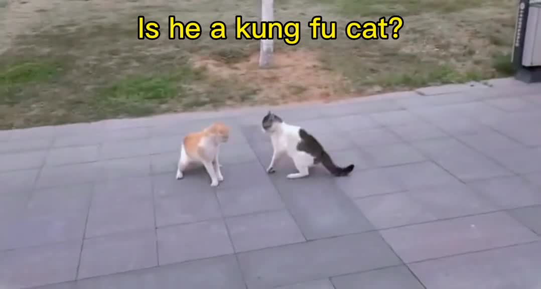 Is he a kung fu cat?