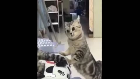 Cat dog play time