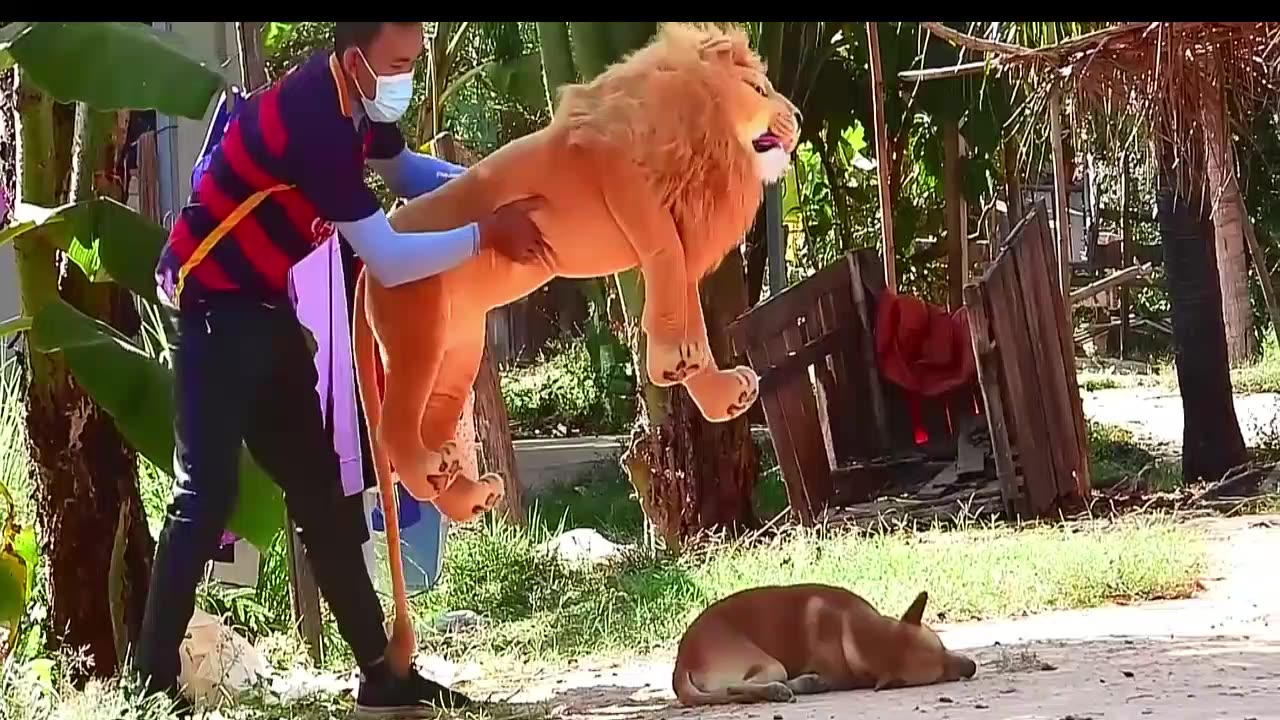 Best Prank Collection Top 15 - Fake Lion Prank Real Dog Super Funny -PART 2
