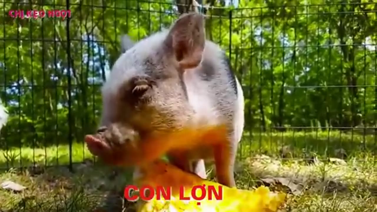 100 LOẠI ĐỘNG VẬT CHO BÉ HỌC __ Dạy bé học tên gọi và tiếng kêu của các loại động vật _ 100 Animals