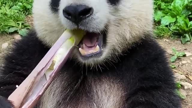 Panda Eating