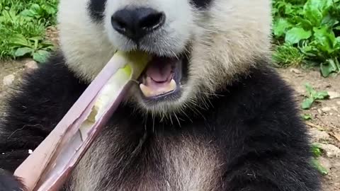 Panda Eating