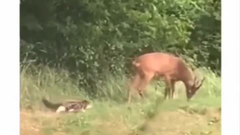 Animal: cat vs deer