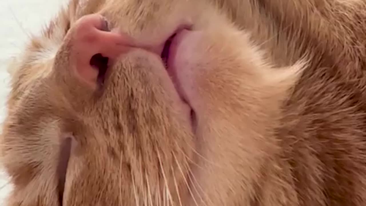 What is this kitty dreaming of?