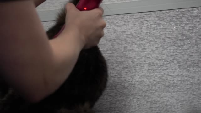 Brilliant Tortie cat ESCAPES the Rage Cage!