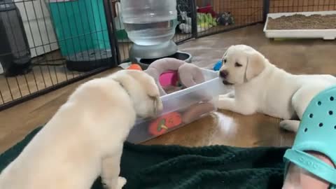 Puppies' "needle teeth!" Can you teach a puppy that biting HURTS?