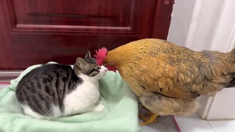 La vieille poule est trop dominatrice ! La poule veut coucher avec les chatons.Chaton est en colère