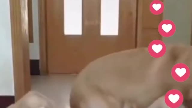 🐶 Funny Cat Reaction Videos - Try Not To Laugh 🤣 #Shorts #Dogs