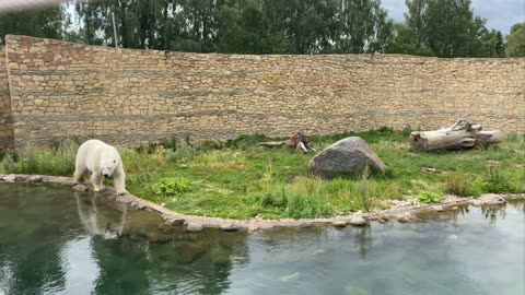 The enormous and terrifying Polar Bear