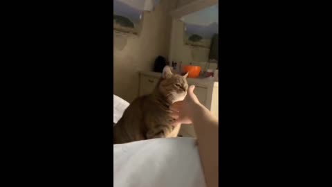 Cat 🐈🐈🐈 video