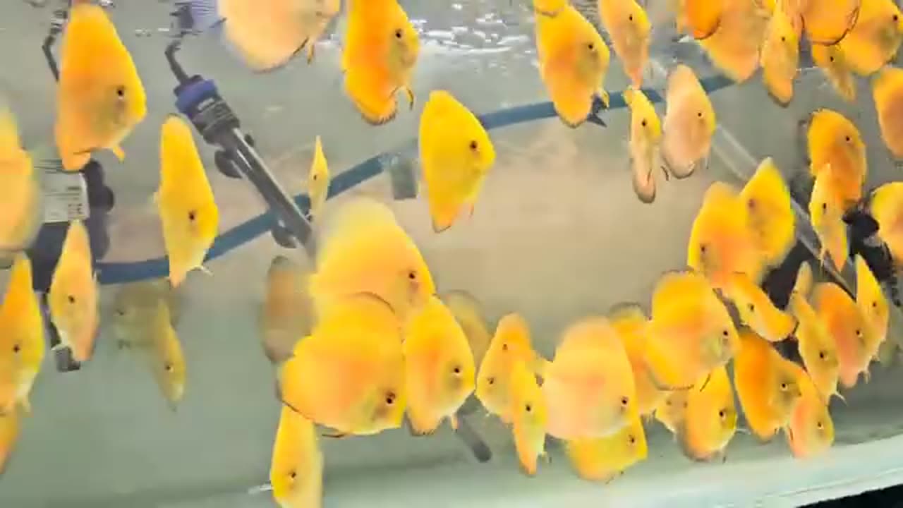 aquarium 4k