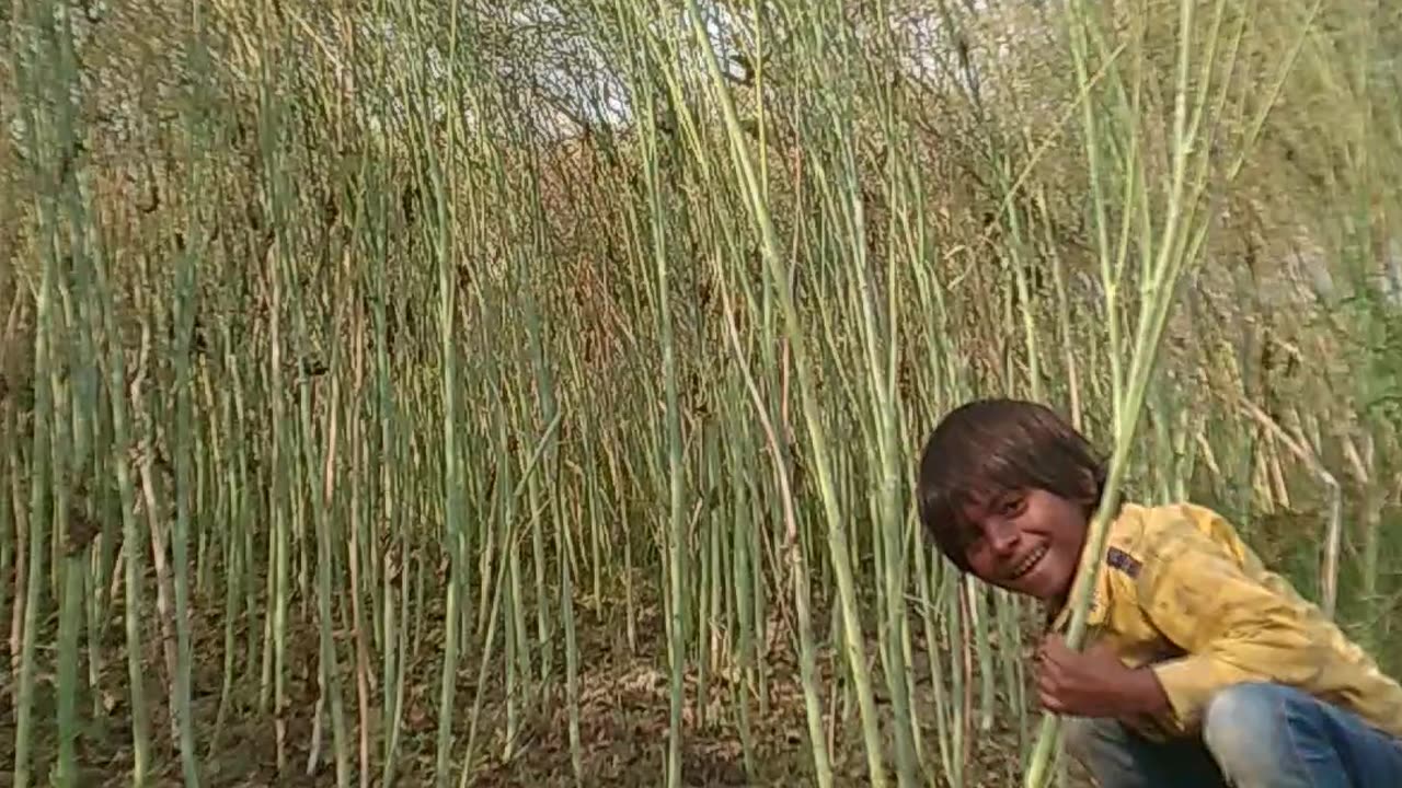 Small child work in agriculture field father help