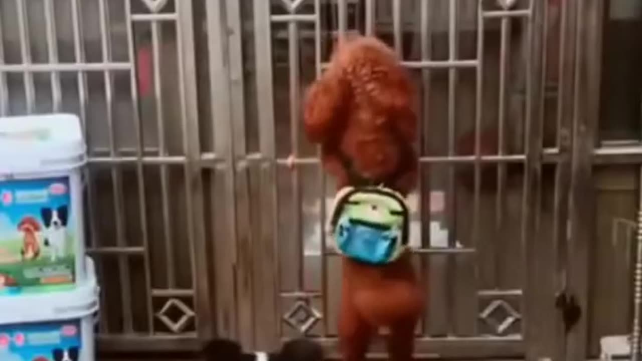 Funny Dog & Hen Video