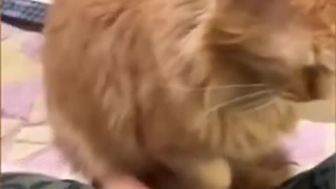 Funny animals video 1🤣