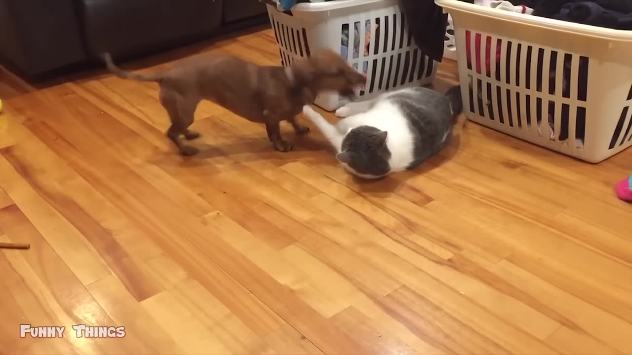 Animal funny videos-happy with family