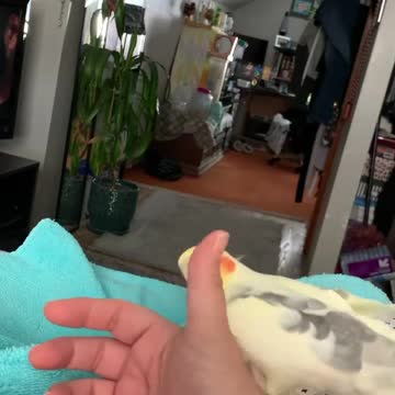 Cocktail bird playing with the fingers of its owner's hand 2