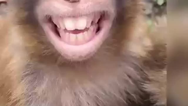 Monkey Funny Video