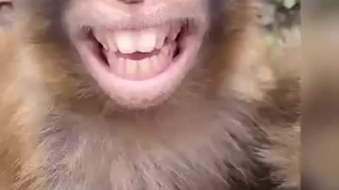 Monkey Funny Video