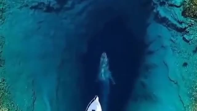 ocean whale shark