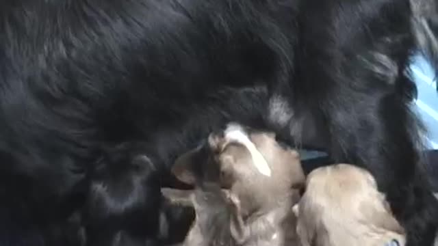 Cavalier King Charles Spaniel Puppies - 3 Weeks Old!