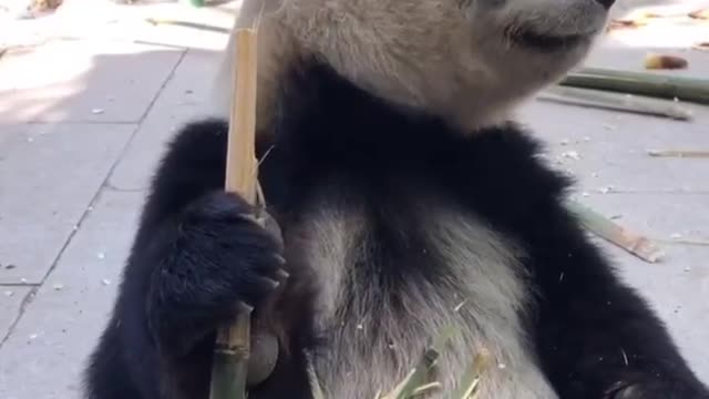 Pandas eat bamboo and skin it