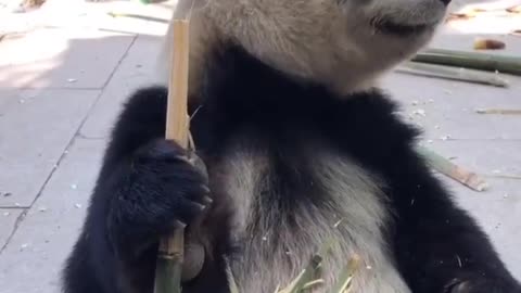 Pandas eat bamboo and skin it