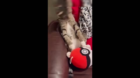 Funny animal videos 157