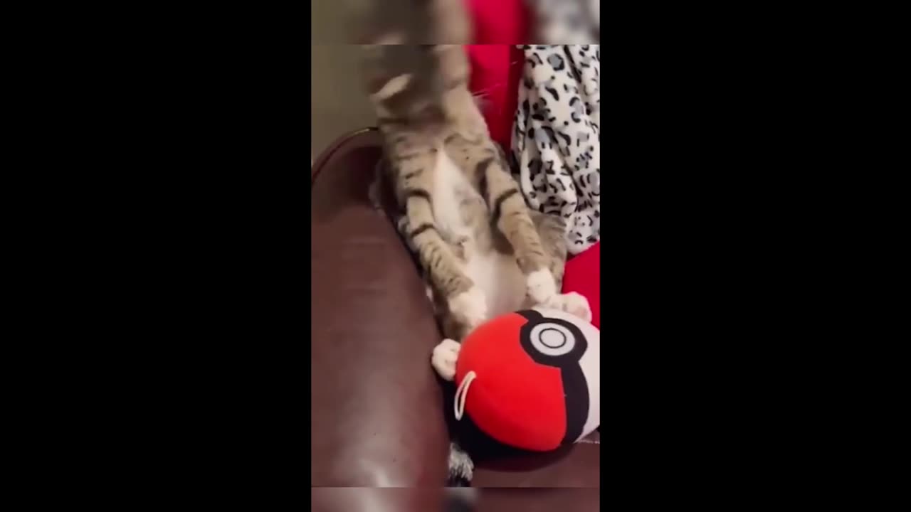 Funny animal videos 157