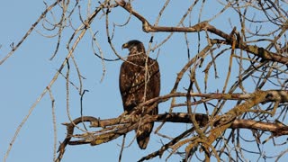 Juvenile Bald Eagle