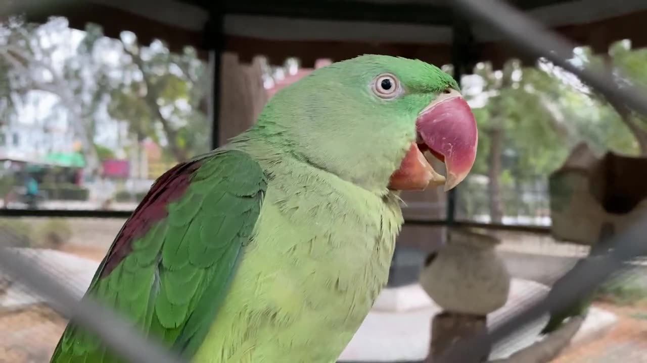 Beautiful Parrot in Zoo