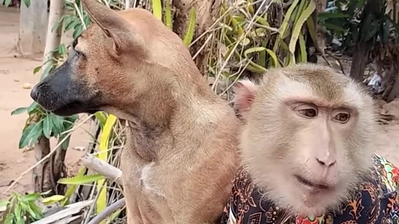 Let’s share delicious things together #Monkey #Zoo Park #Animal Funny Video