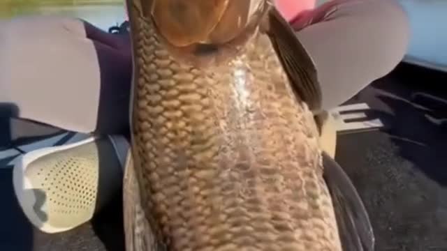 What kind of fish is this