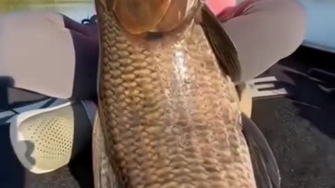 What kind of fish is this