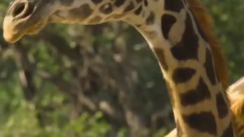 Making friends is all that matters for this baby giraffe.