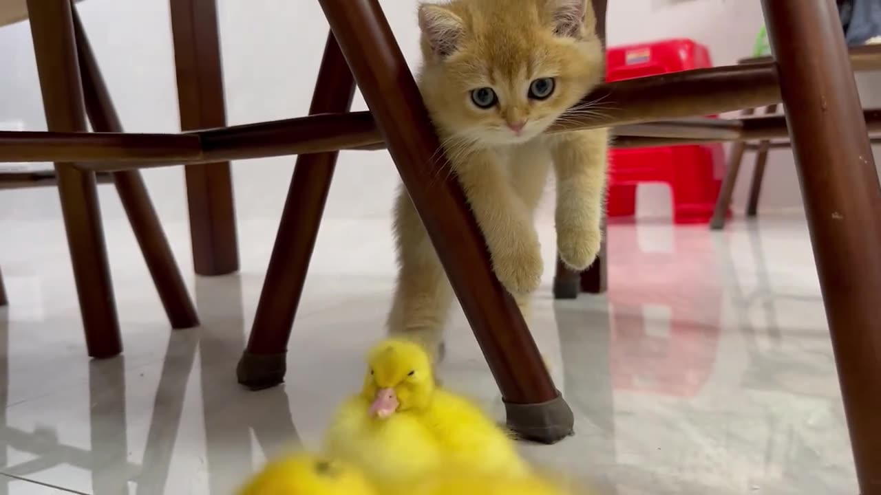 The kitten grew up and played with the little duck from an early age. It was so cute.