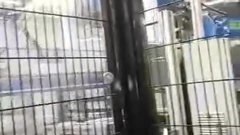 عندما يستيقظ القمقم ااشعبي