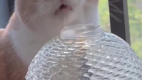 That'showcatsdrinkwater.