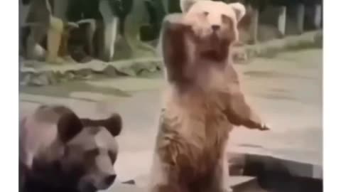 I am a bear 🐻 🐻‍❄ ☺️ too