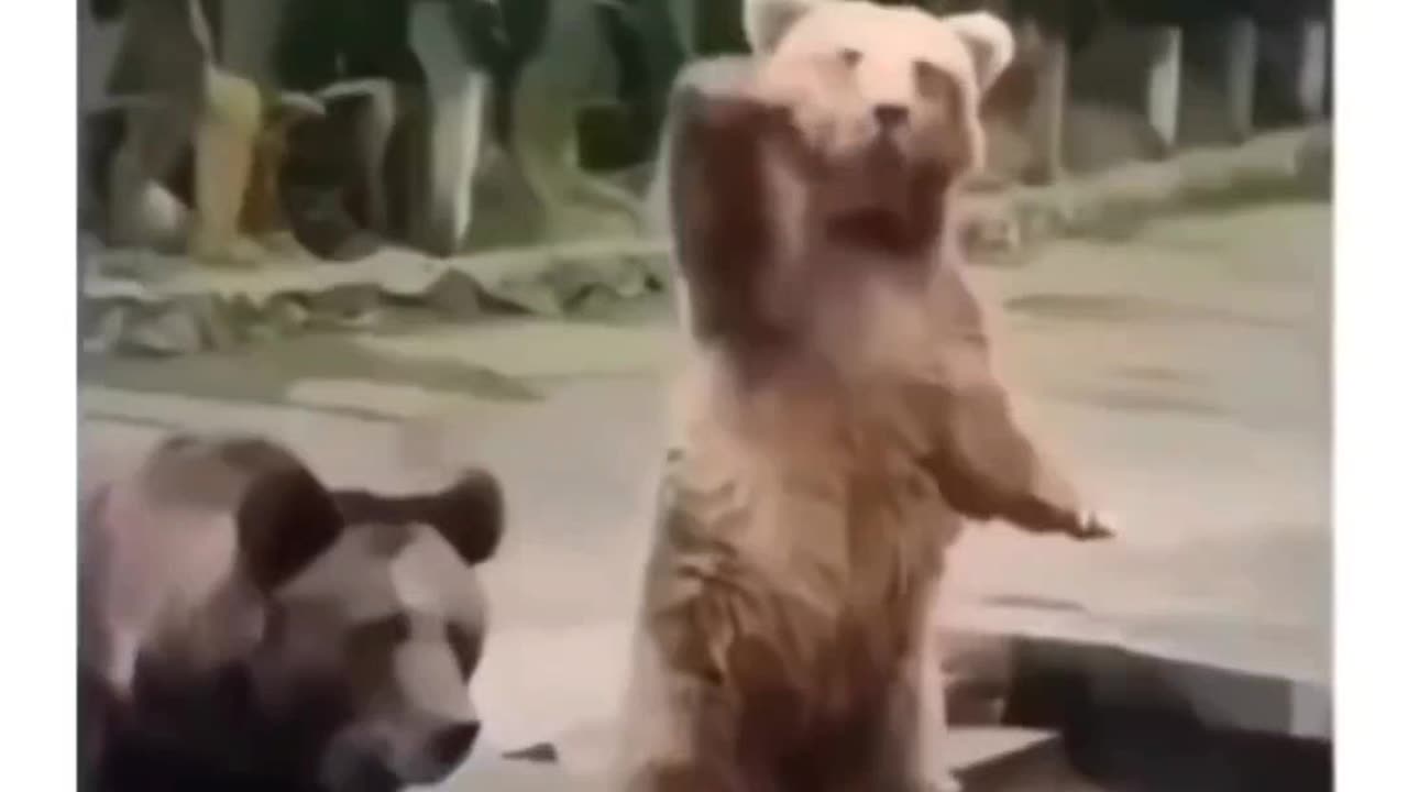 I am a bear 🐻 🐻‍❄ ☺️ too